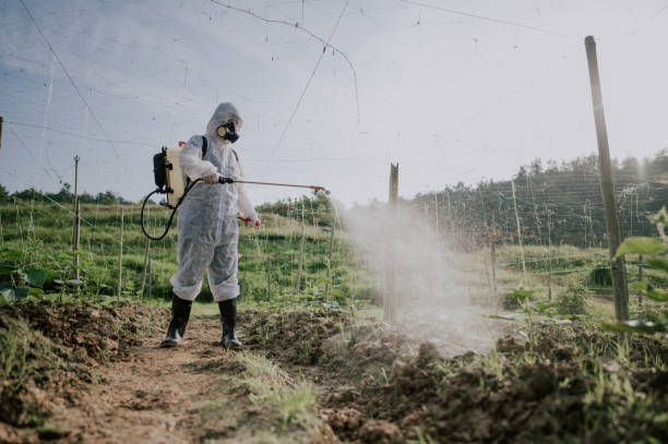 Best Pest Removal Services  in Cumberland Head, NY