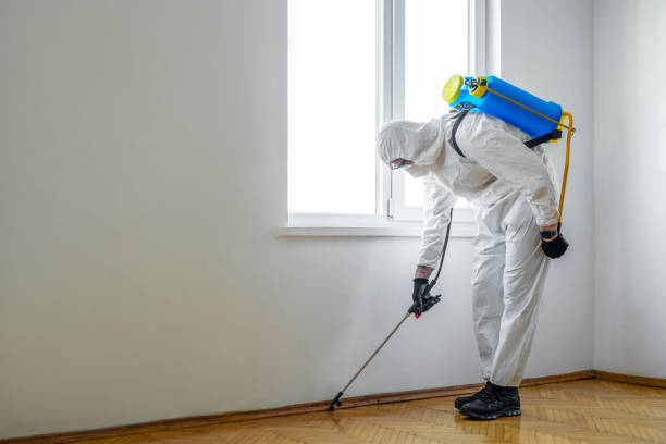 Best Flea Control Services  in Cumberland Head, NY