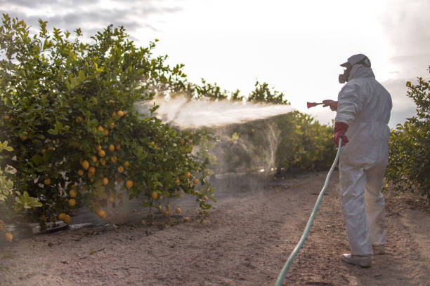 Best Wasp Removal Services  in Cumberland Head, NY