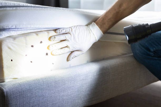 Best Best Pest Control Companies  in Cumberland Head, NY
